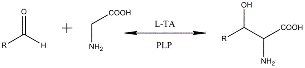 L-threonine aldolase from enterobacter cloacae and application thereof