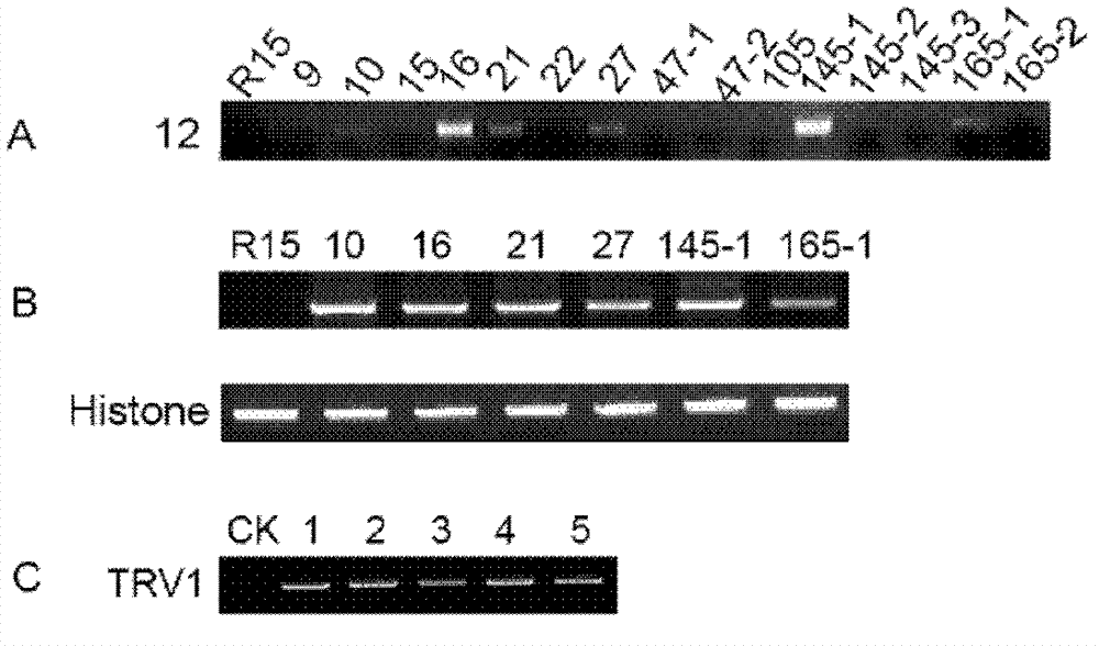 Method for raising insect resistance of plants