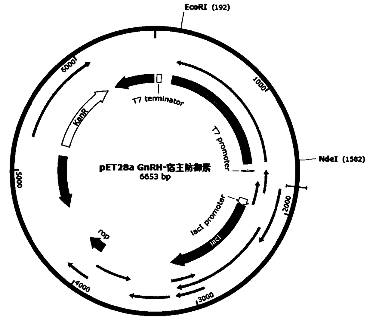 GnRH-defensin recombinant castrated vaccine and preparation method thereof