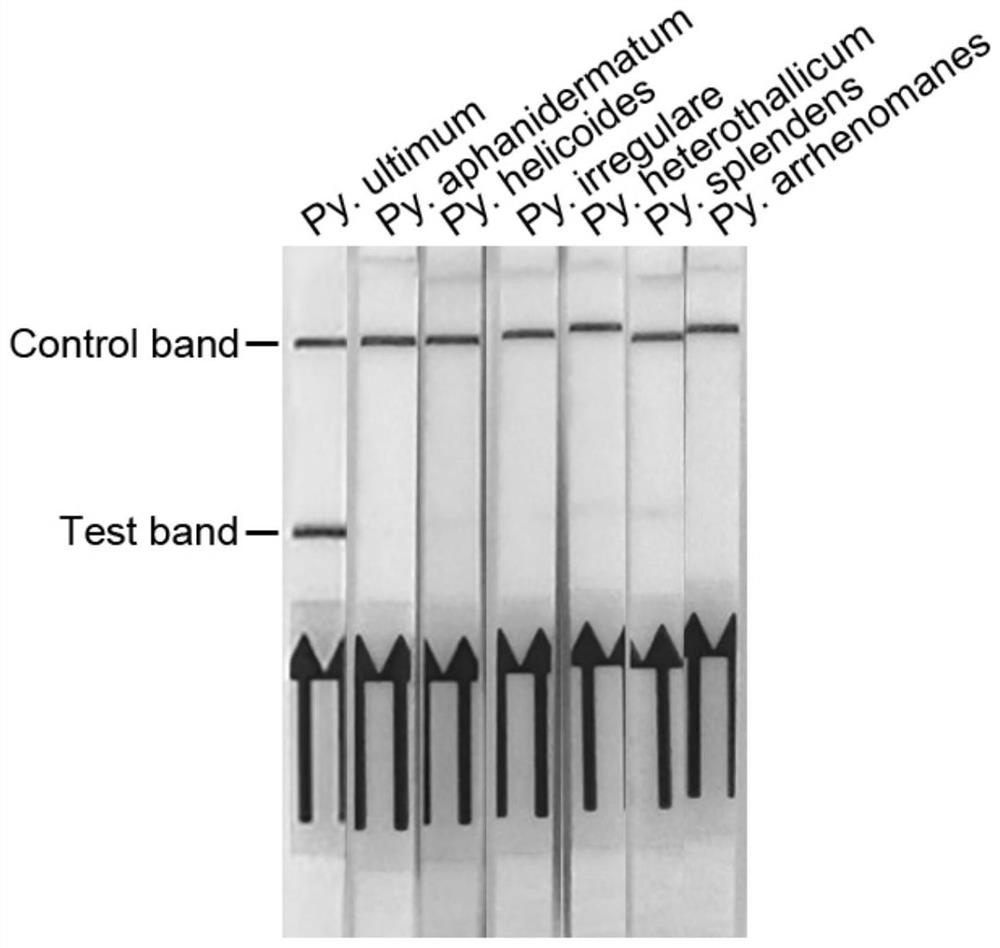 A primer-probe composition, kit and application for detecting soybean root rot based on recombinase polymerase amplification method