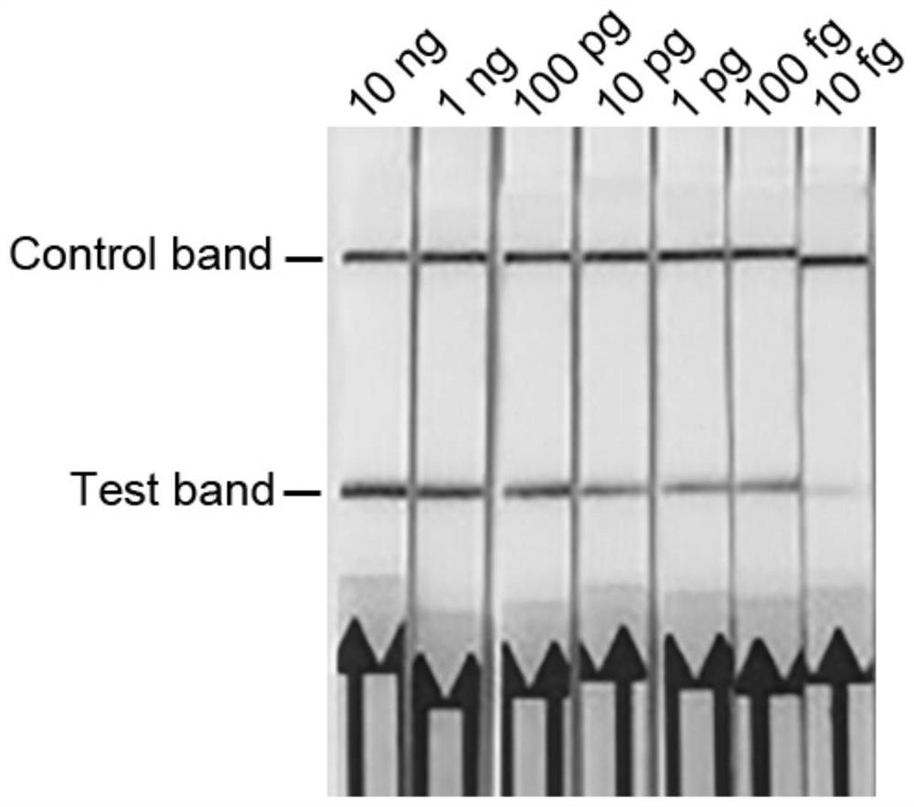 A primer-probe composition, kit and application for detecting soybean root rot based on recombinase polymerase amplification method