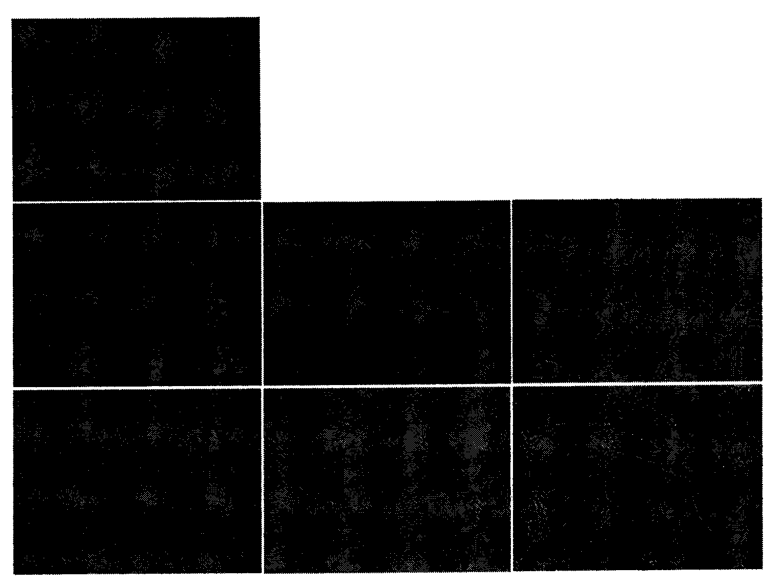 Platycodon grandiflorum polysaccharide, and degradation product, preparation method and application thereof