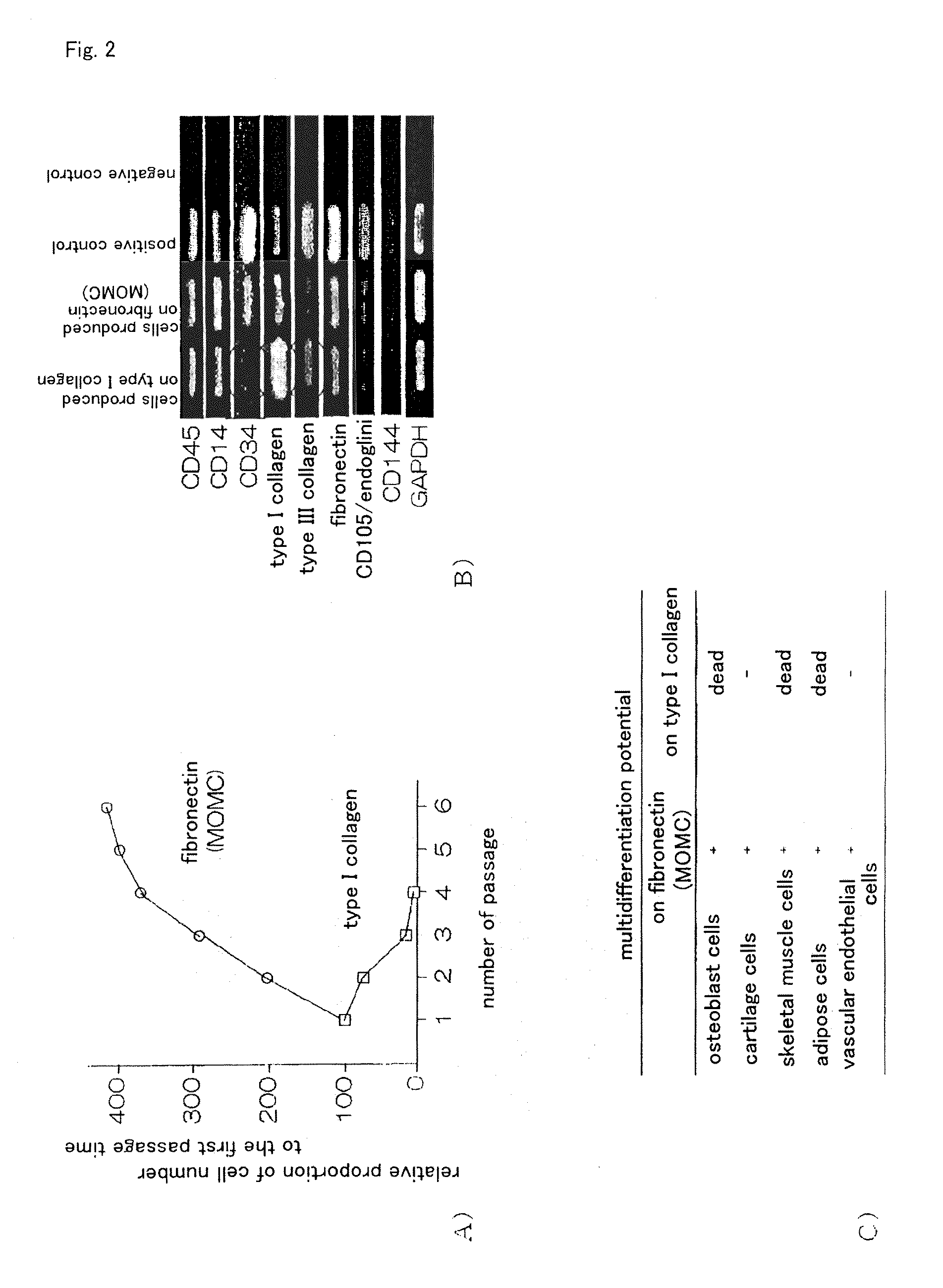 Method for efficient production of monocyte-derived multipotent cell (MOMC)