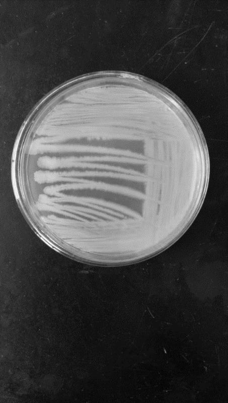 A kind of green brick tea stack fermentation strain composition and application