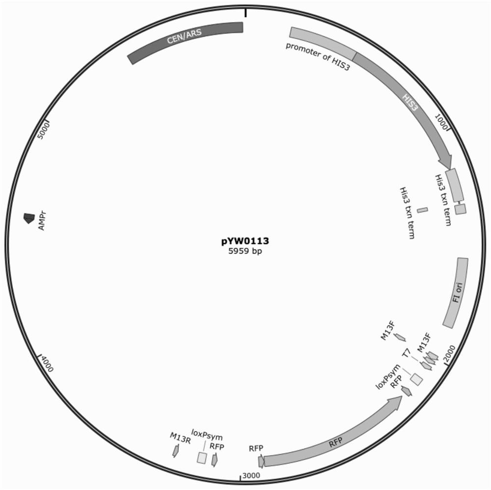 A method for rapid optimization of metabolic pathways in bacterial strains in vitro