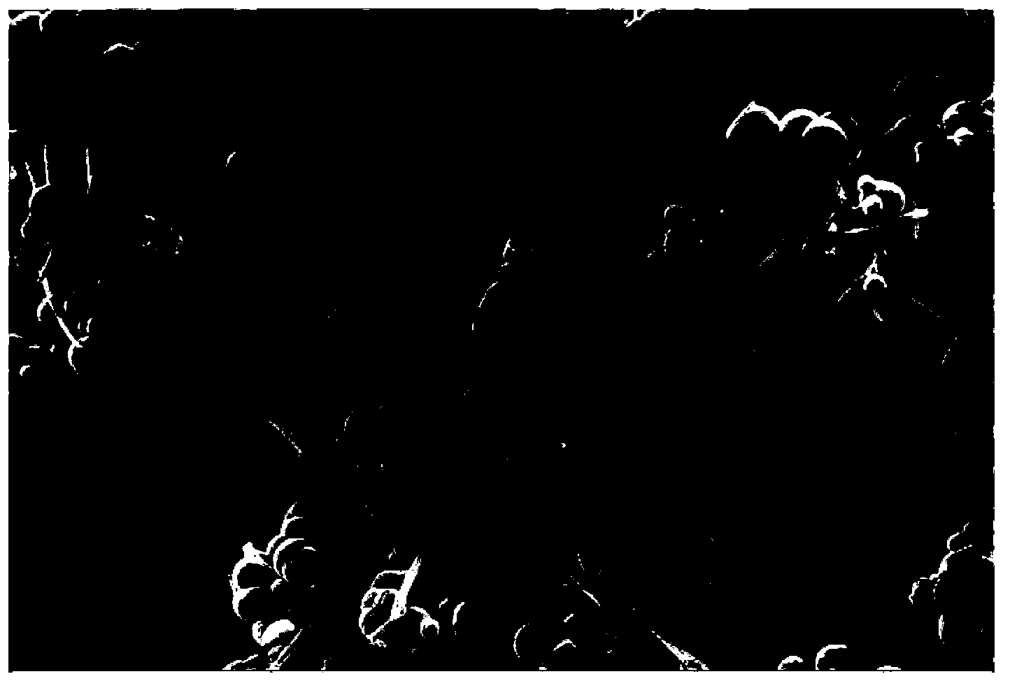 Preparation method of micron gamma aluminum oxide with controllable morphology and mesoporous structure