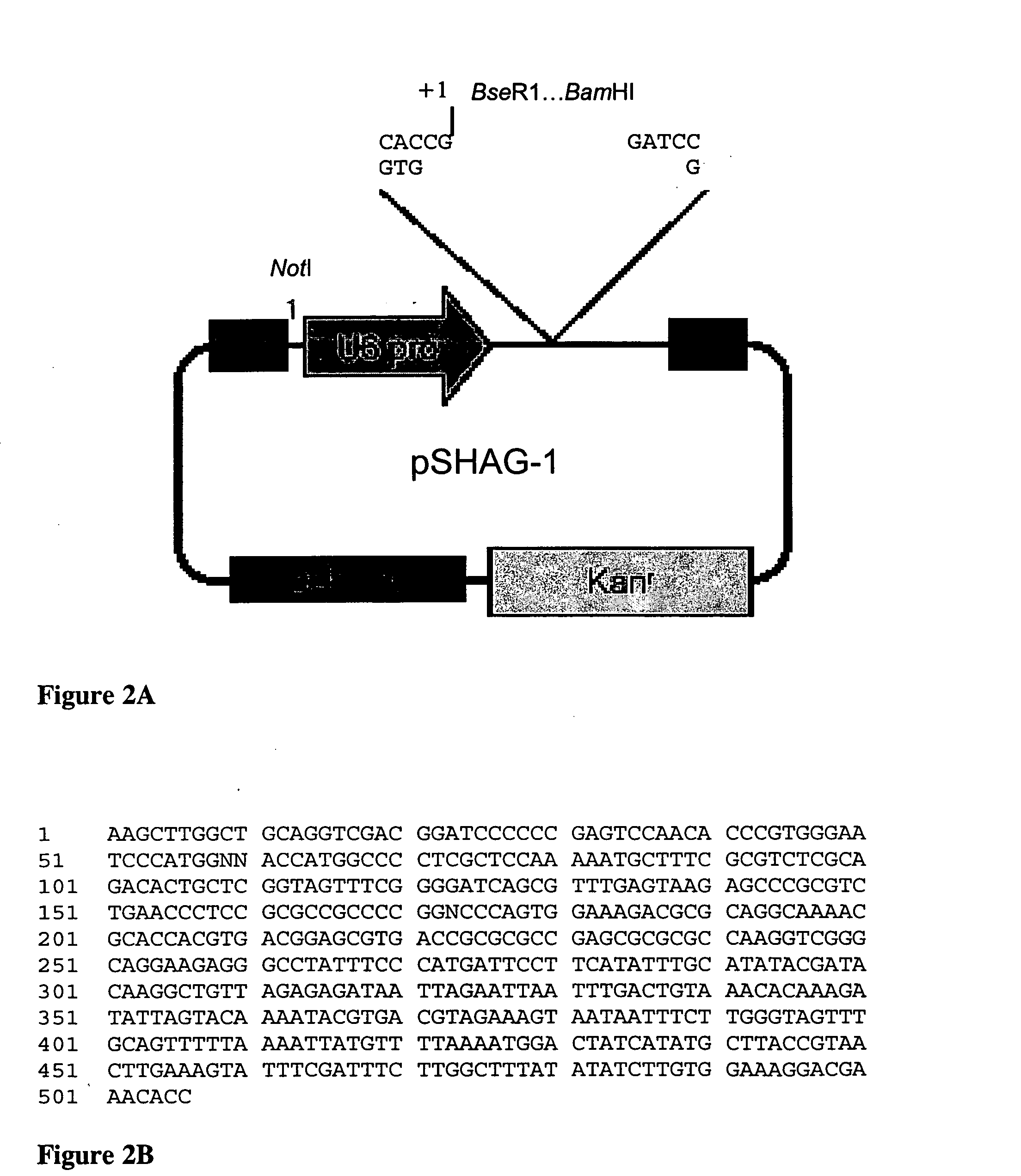 In vivo high throughput selection of RNAi probes