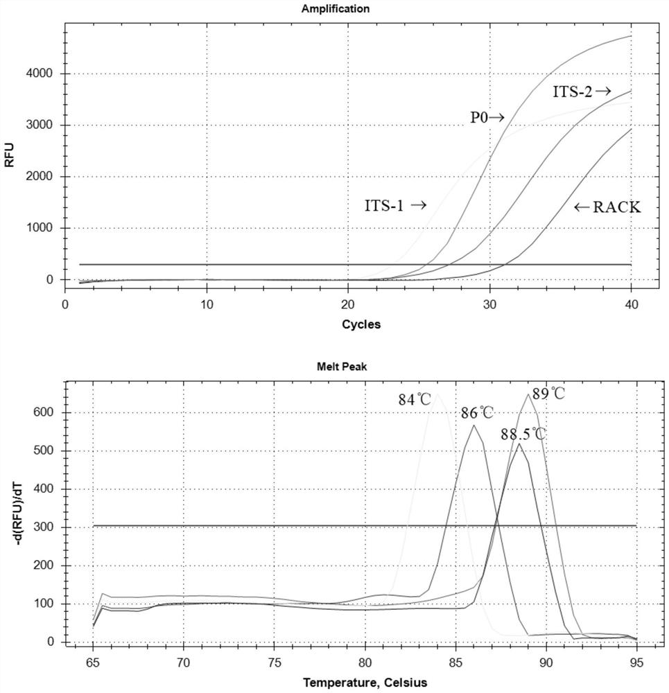 Primer, method and kit for carrying out multiple tandem PCR gene disc detection on leishmania spp