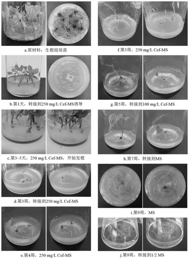 Method for inducing transgenic hairy roots of dioscorea composita