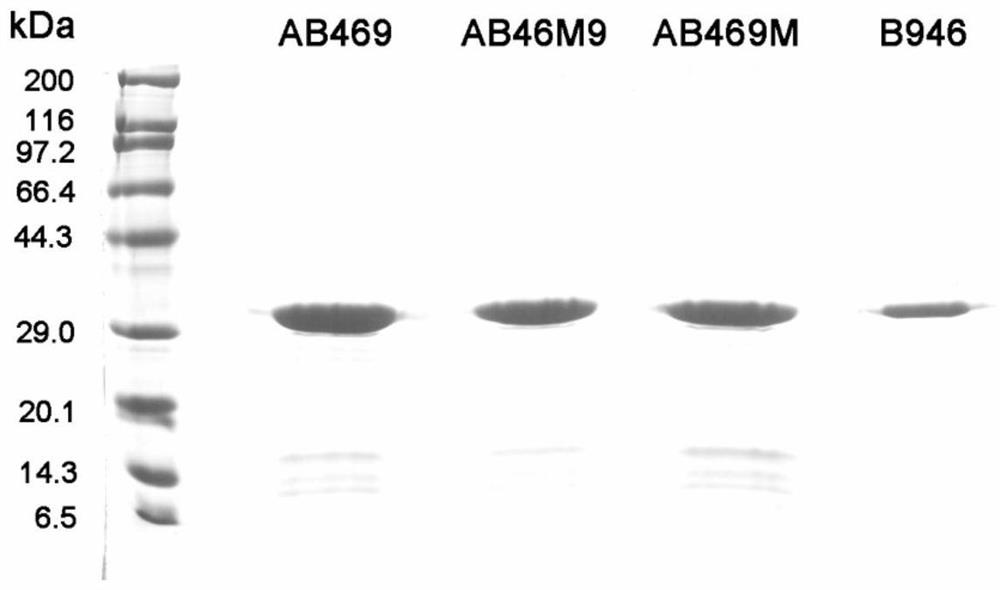 Hybrid antibacterial protein with strong bactericidal effect and application thereof