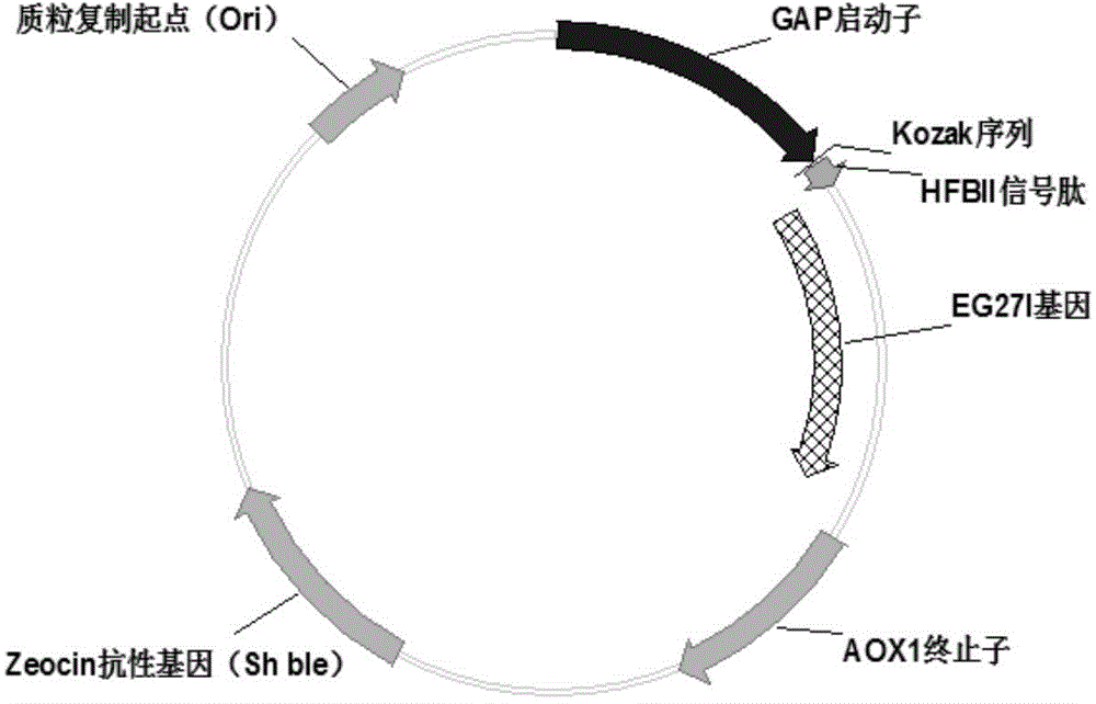 Constitutive expression and purification of ampullaria gigas endogenous cellulase EG27I in pichia yeast