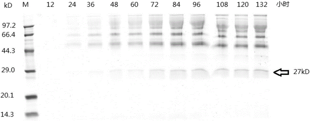 Constitutive expression and purification of ampullaria gigas endogenous cellulase EG27I in pichia yeast