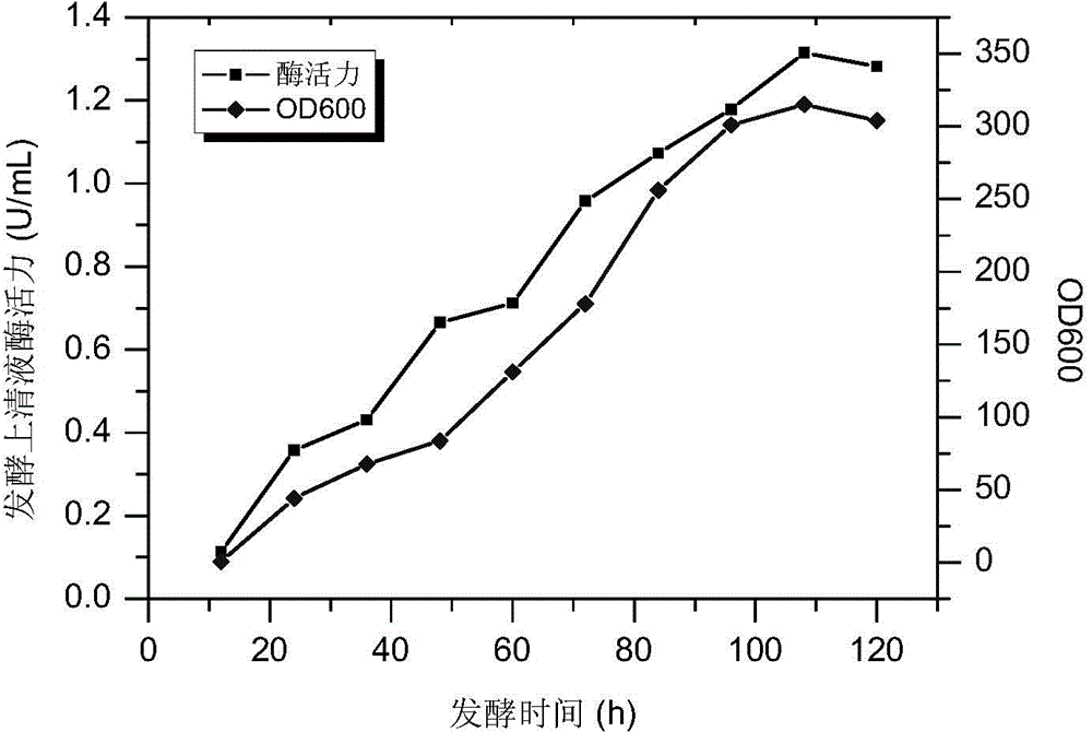 Constitutive expression and purification of ampullaria gigas endogenous cellulase EG27I in pichia yeast