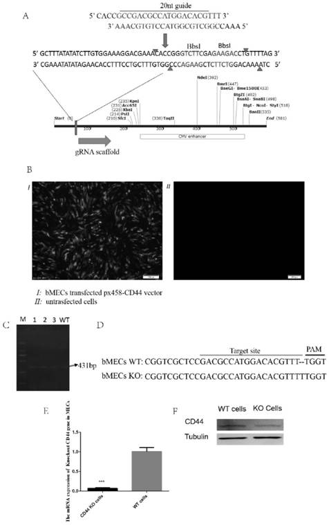 A cow mammary gland epithelial cell line knocked out of cd44 gene and its construction method