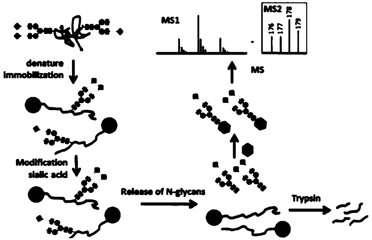 Preparation and application of isotope label reagent for analyzing polysaccharides