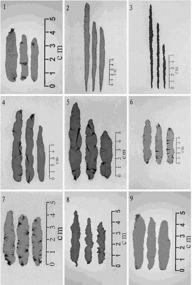 Porphyra yezoensis mutation breeding method based on pigment mutant selection