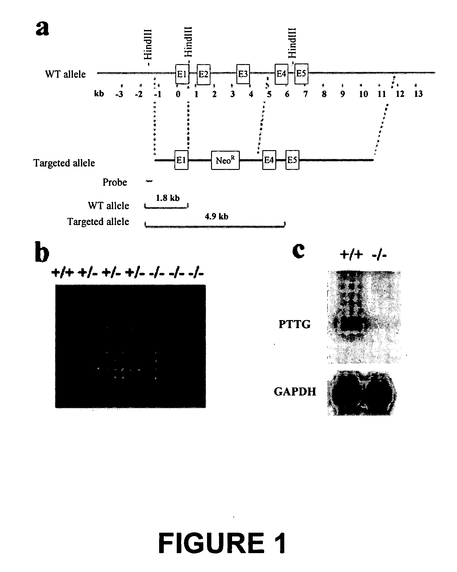 Somatic cells, germ cells and cell lines derived from a PTTG knockout rodent