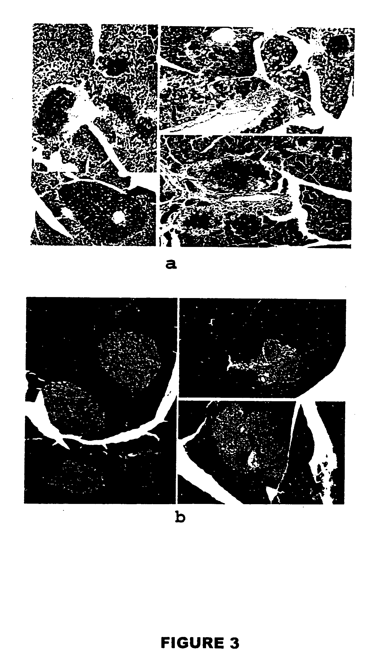 Somatic cells, germ cells and cell lines derived from a PTTG knockout rodent