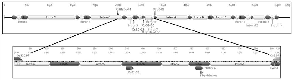 Gene editing method for aroma control gene of improved indica rice strain and application thereof