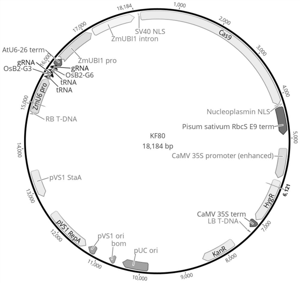 Gene editing method for aroma control gene of improved indica rice strain and application thereof