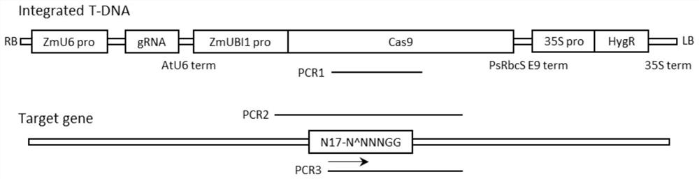 Gene editing method for aroma control gene of improved indica rice strain and application thereof