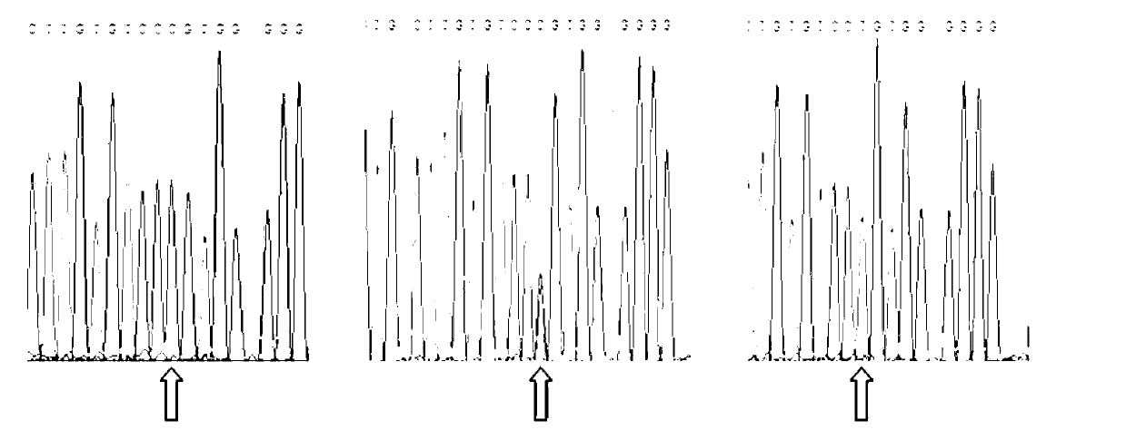 Barcode preparation method used for individual animal identity identification and/or meat product tracing and application thereof