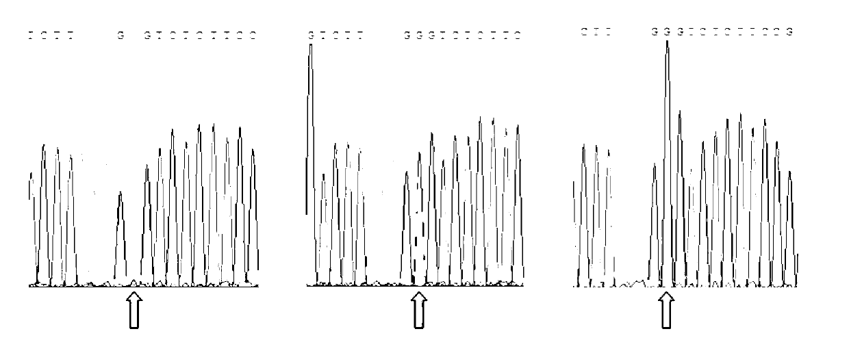 Barcode preparation method used for individual animal identity identification and/or meat product tracing and application thereof