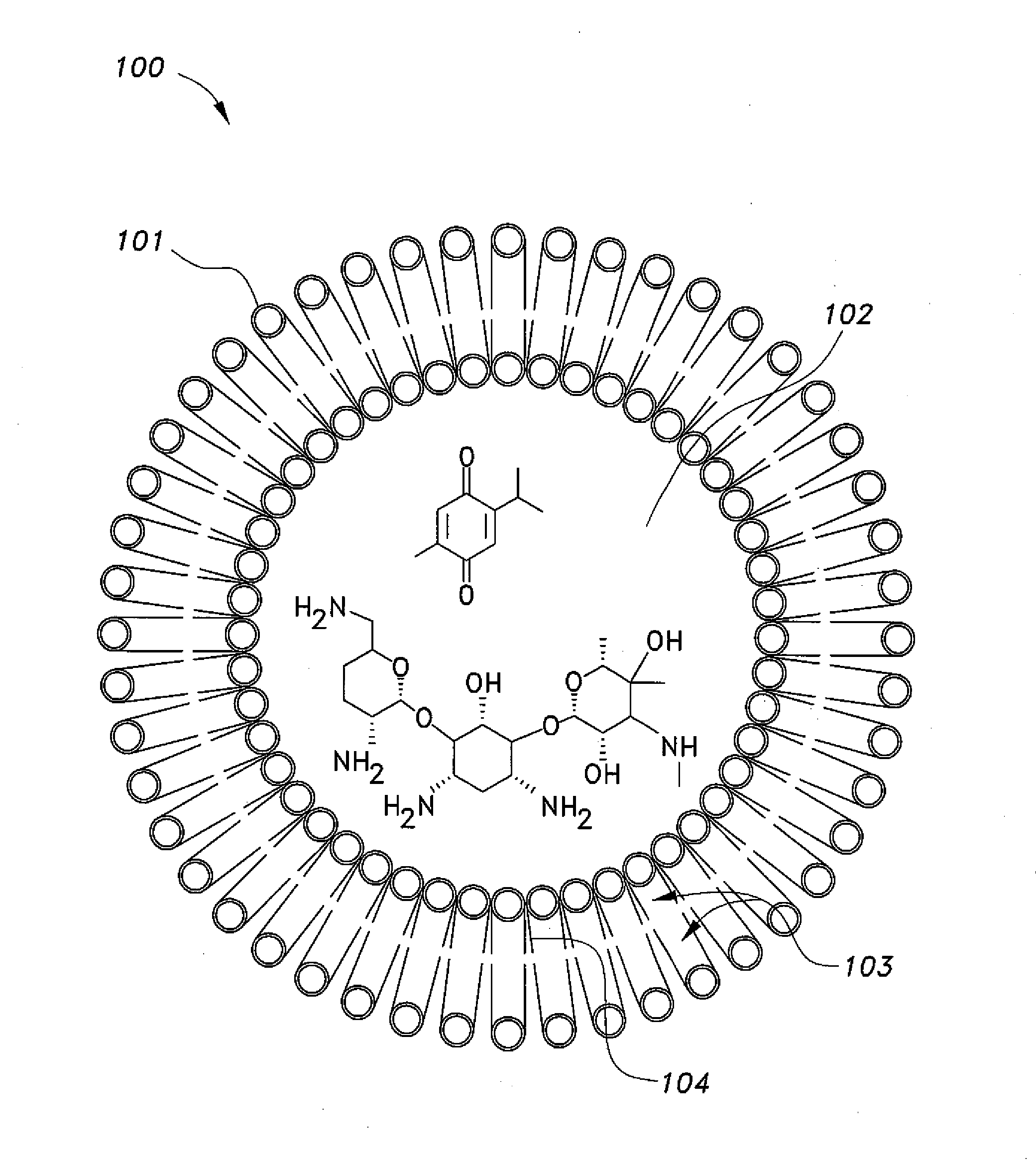 Nano-liposomal aminoglycoside-thymoquinone formulations