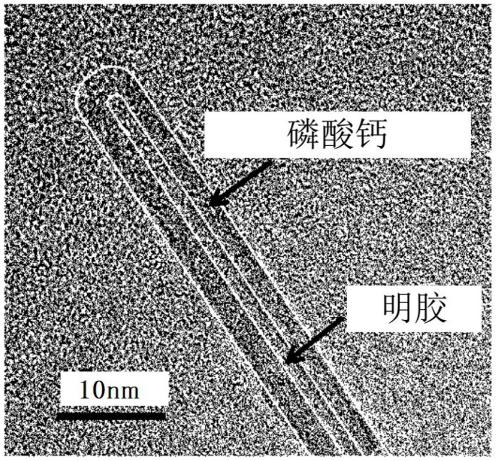 Composite with ceramic crystallized coating and method for its manufacture