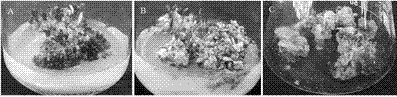 Rapid propagation method in vitro of Lycium barbarum nigra using young seedlings as explant donors
