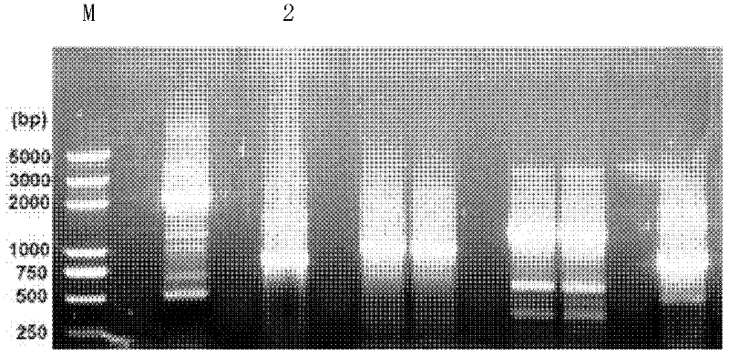 Soybean cyst nematode RNA helicase CGH-1, and coding gene and application thereof