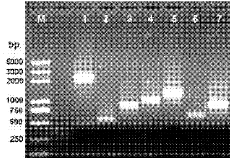 Soybean cyst nematode RNA helicase CGH-1, and coding gene and application thereof