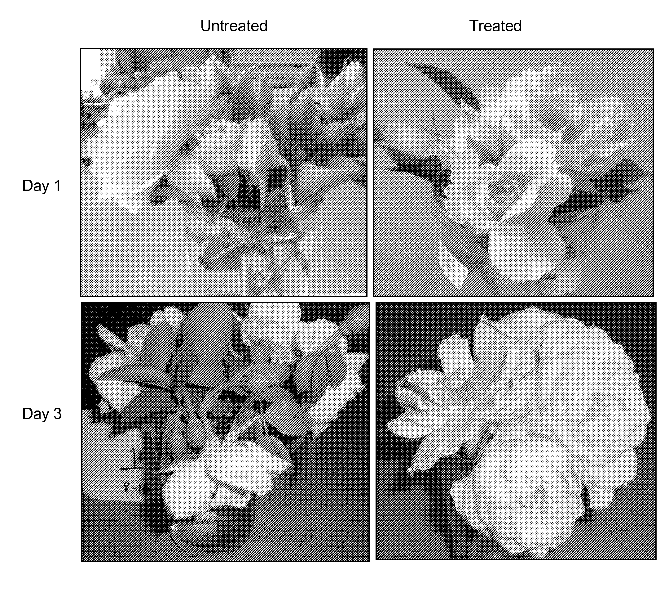 Methods for Improving Flowering Characteristics Using Methyl Dihydrojasmonate