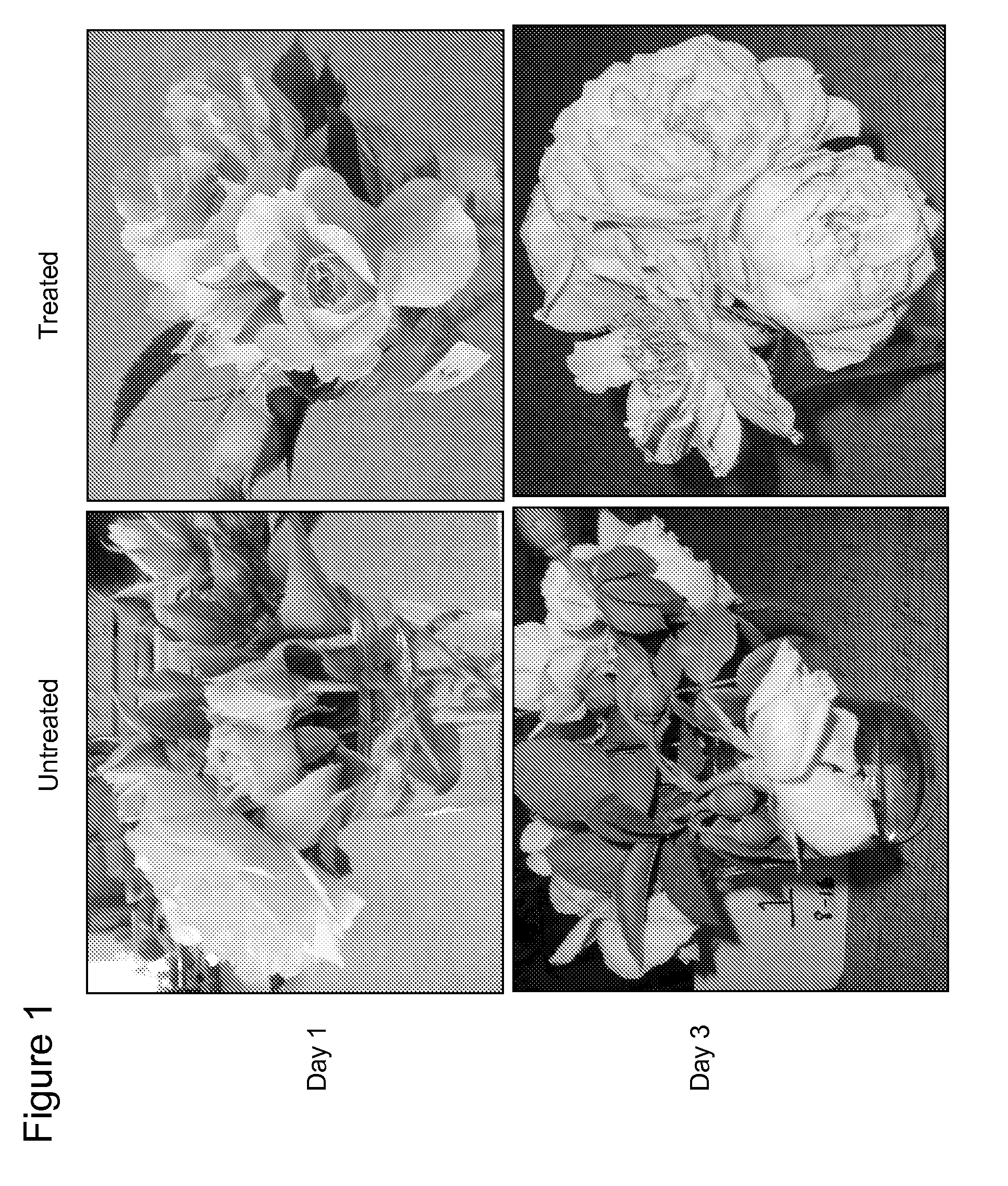 Methods for Improving Flowering Characteristics Using Methyl Dihydrojasmonate