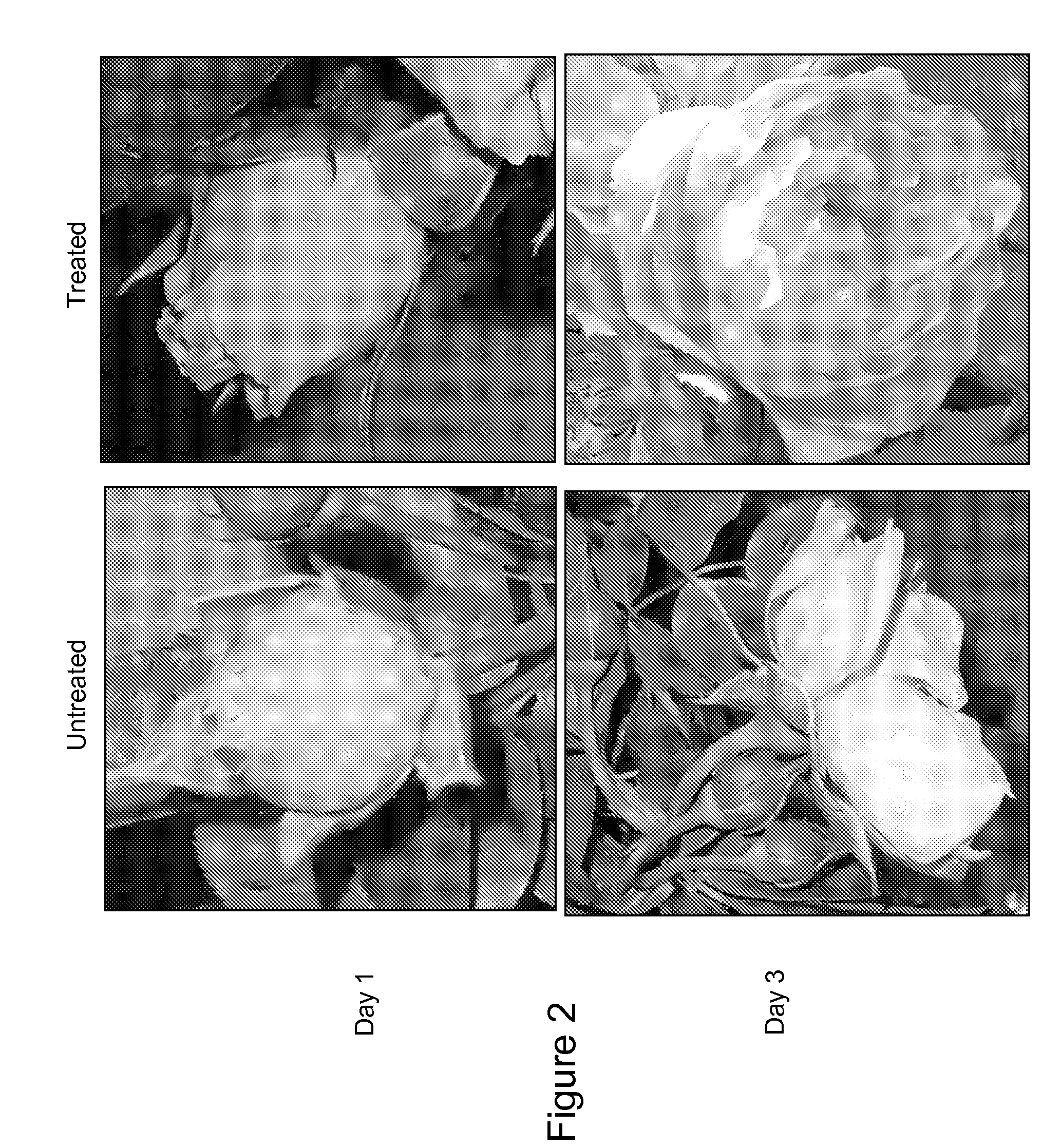 Methods for Improving Flowering Characteristics Using Methyl Dihydrojasmonate