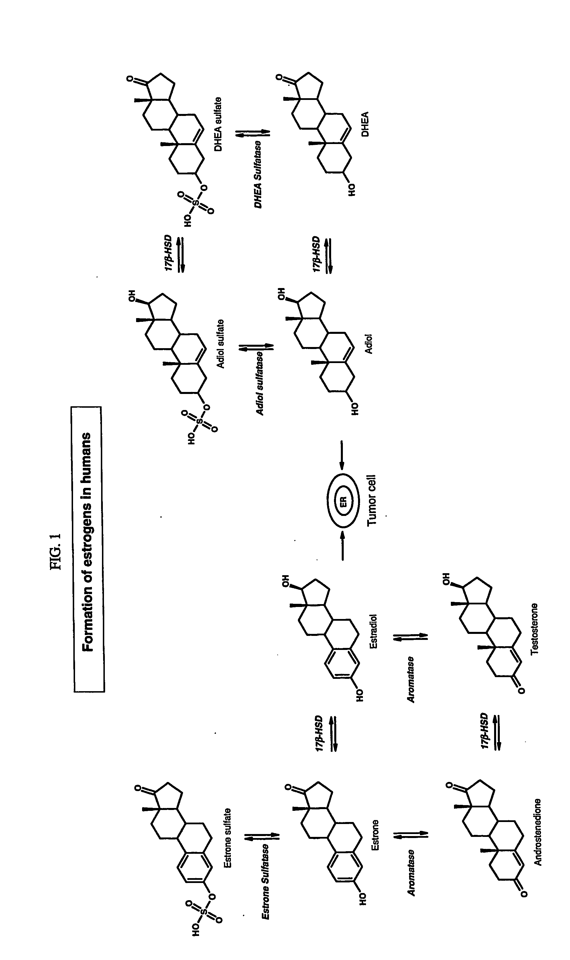 Sulfamatet benzothiophene derivatives as steroid sulfatase inhibitors