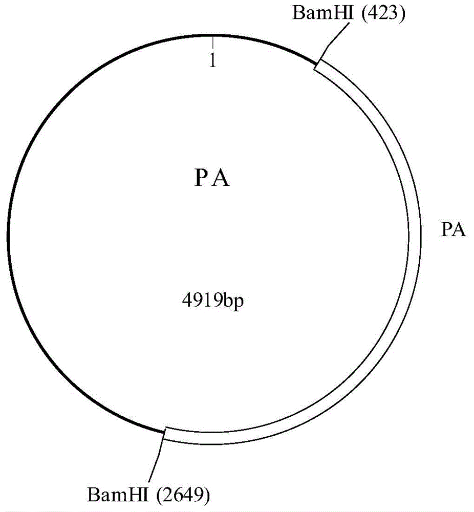 Polynucleotide, method and kit for detecting Bacillus anthraci