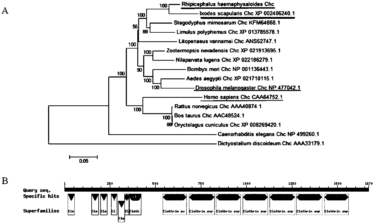 Rhipicephalus haemaphysaloides clathrin heavy-chain molecule and application thereof