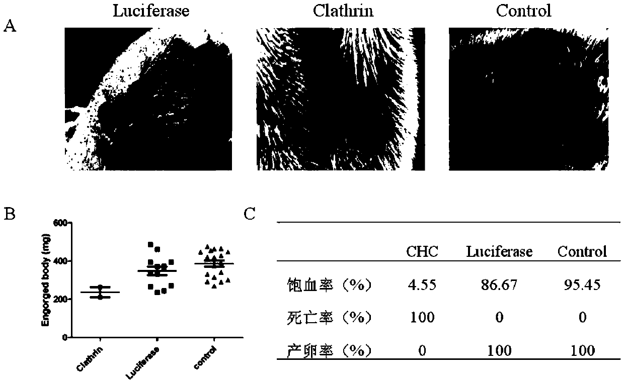 Rhipicephalus haemaphysaloides clathrin heavy-chain molecule and application thereof