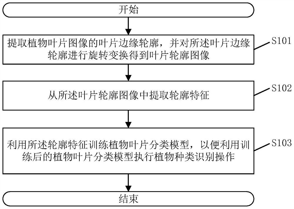 Plant species identification method and system, electronic equipment and storage medium