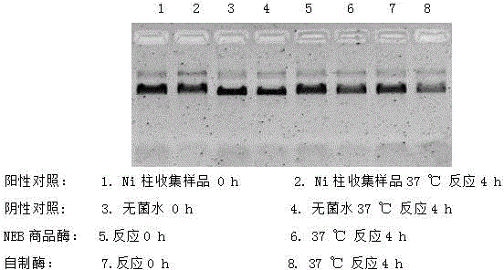 Method for purifying recombinant escherichia coli Taq DNA polymerase