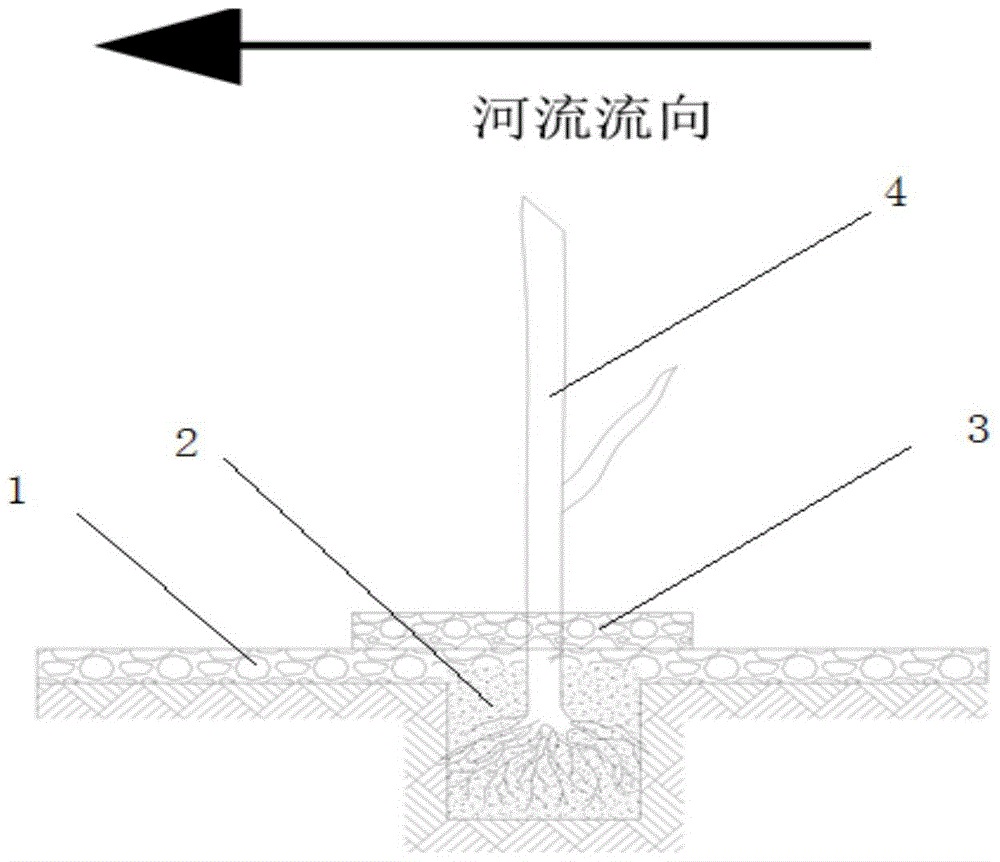 A planting method of vegetation in the riparian ecotone