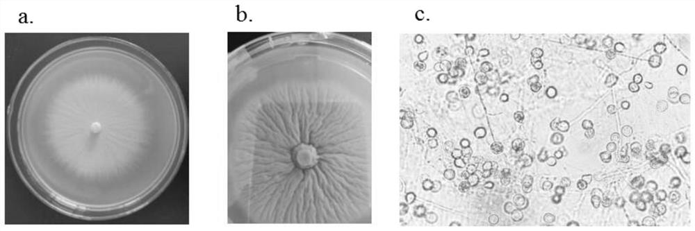 Piriformospora indica microbial agent and preparation method thereof