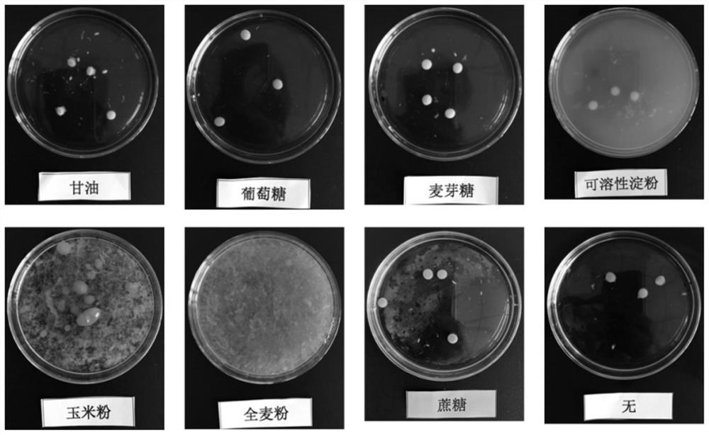 Piriformospora indica microbial agent and preparation method thereof