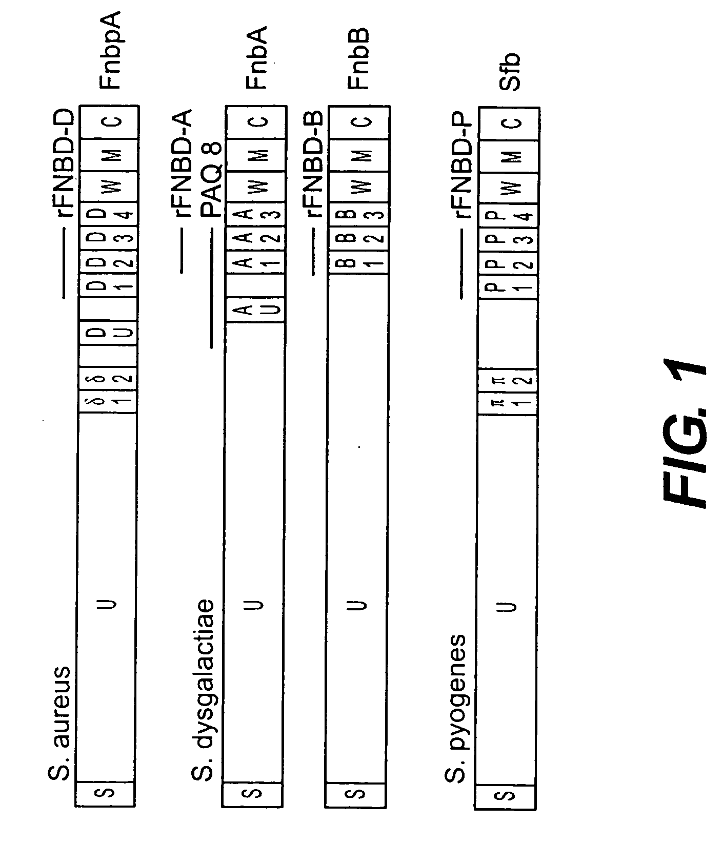 Fibronectin binding protein compositions and methods of use