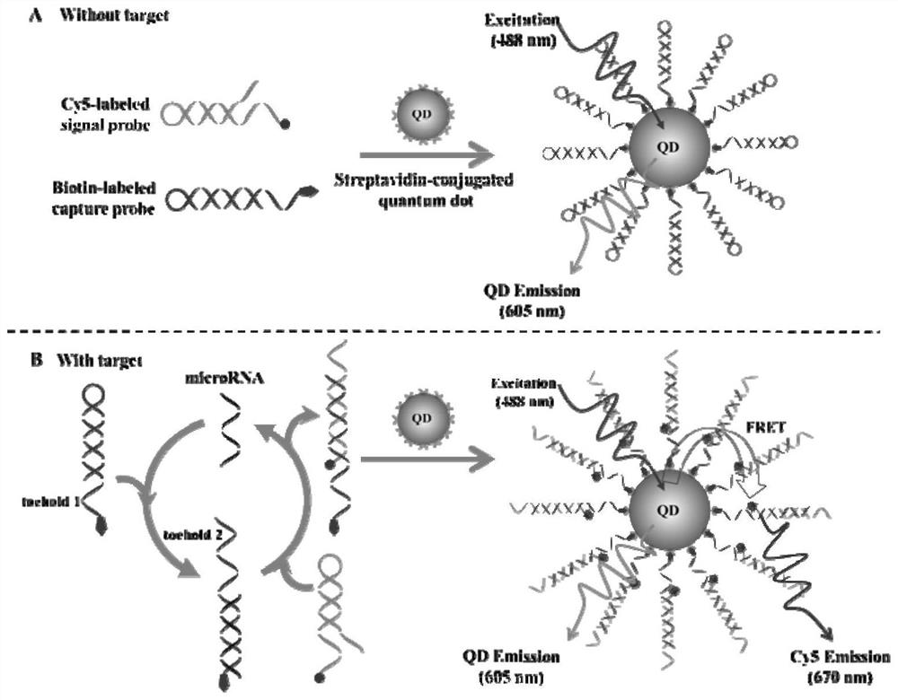 A single quantum dot fluorescent nanosensor based on enzyme-free catalyzed self-assembly and its preparation method and application