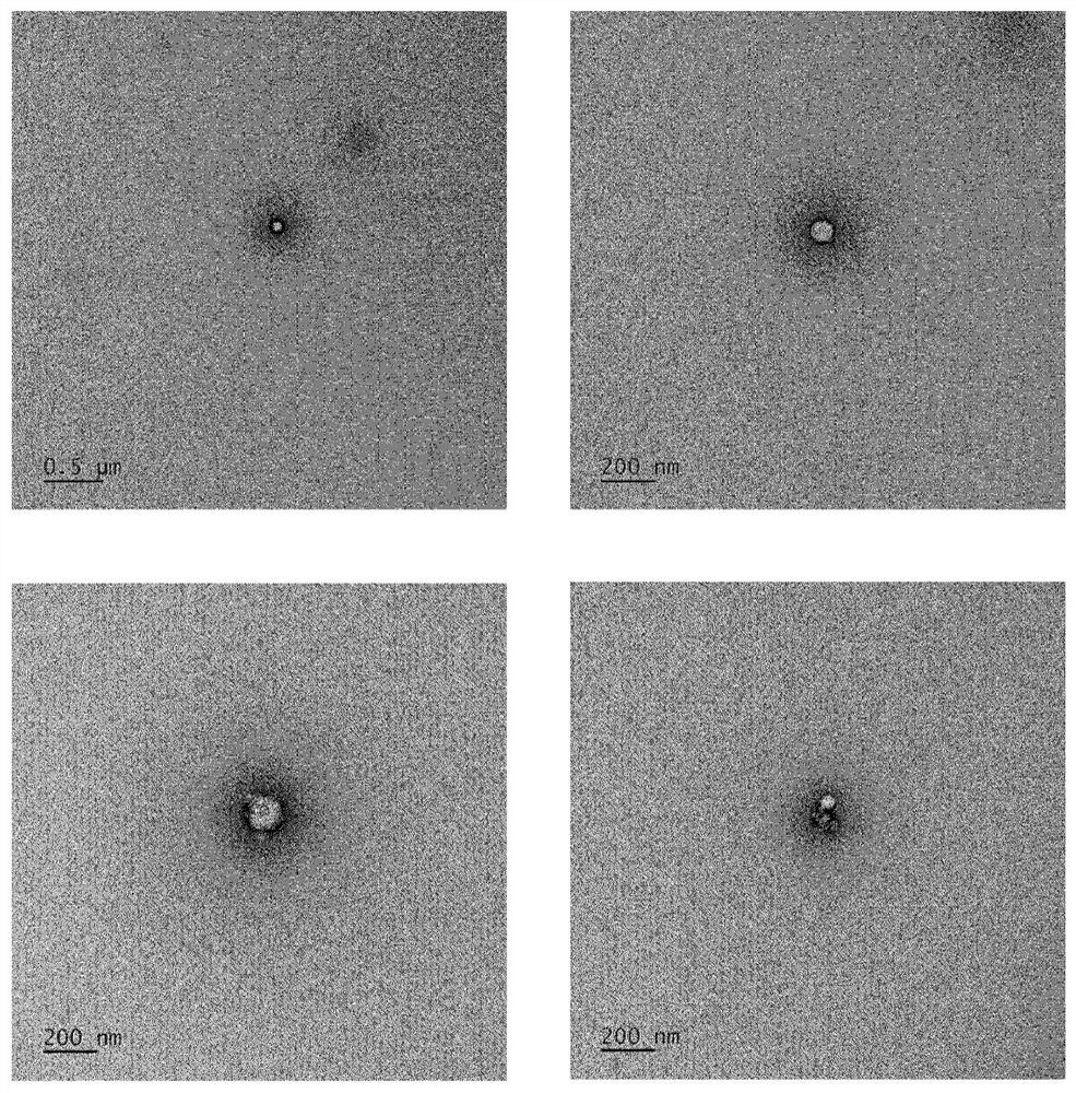 Cosmetic composition comprising rose stem cell-derived exosome as effective ingredient