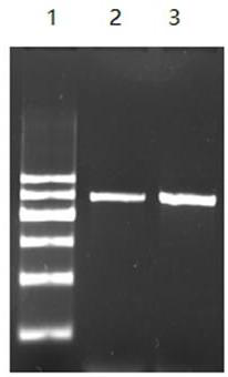 Method for extracting trace agkistrodon halys venom genes, specific detection method and kit