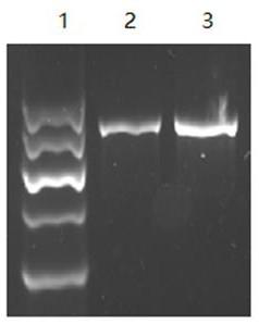 Method for extracting trace agkistrodon halys venom genes, specific detection method and kit