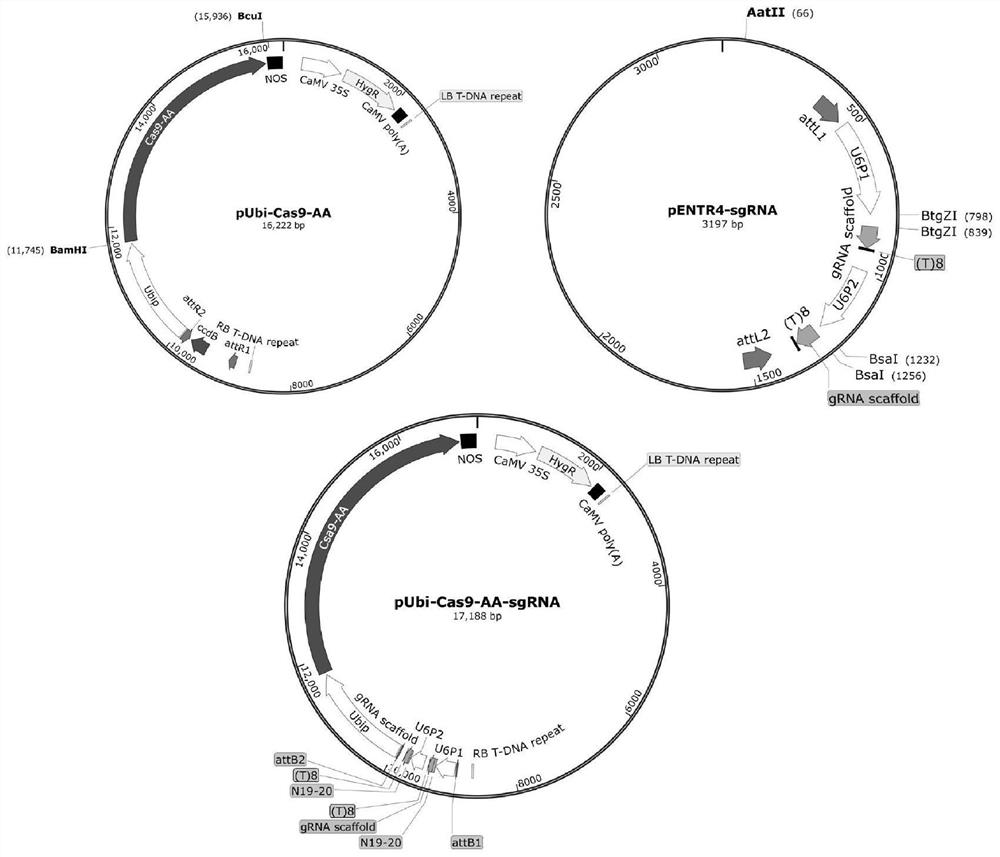 Rice artificial genome editing system with expanded editing scope and applications thereof